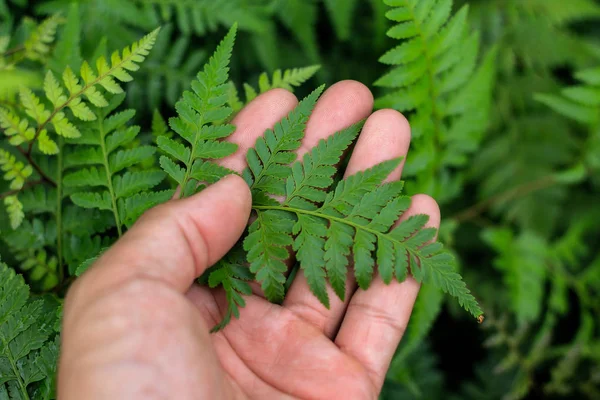 Hand vasthouden aan de groene bladeren. — Stockfoto