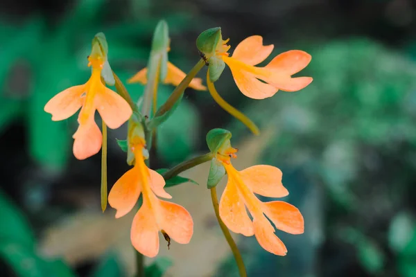 Habenaria Rhodocheila Hance Mit Farbe Ist Orange Standort Ist Phu — Stockfoto