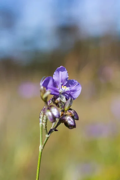 Murdannia Giganteum Vahl Hermano Una Flor Que Púrpura Brillante — Foto de Stock