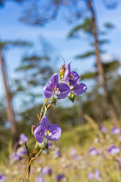 Murdannia Giganteum Vahl Hermano Una Flor Que Púrpura Brillante — Foto de Stock