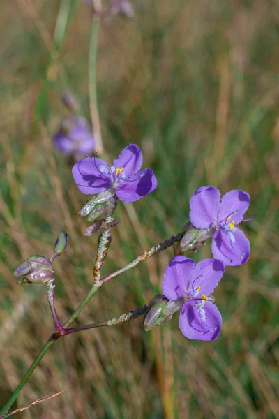 Murdannia Giganteum Vahl Hermano Una Flor Que Púrpura Brillante — Foto de Stock
