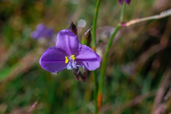 Murdannia Giganteum Vahl Hermano Una Flor Que Púrpura Brillante — Foto de Stock