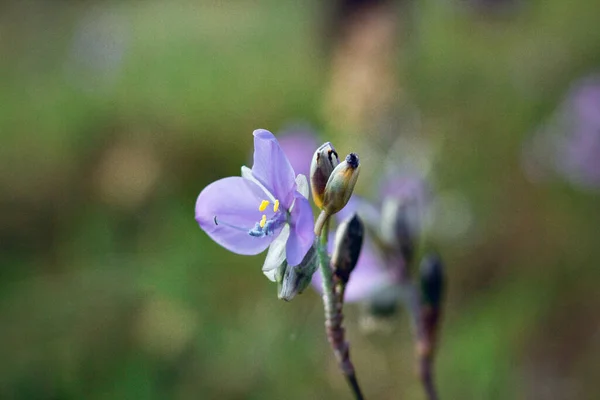 Murdannia Giganteum Vahl Ist Eine Blume Die Leuchtend Violett Ist — Stockfoto