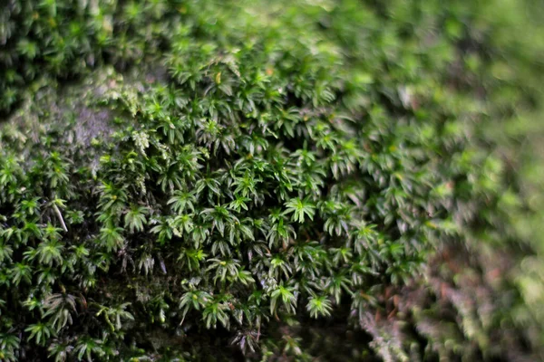 Mosses Que Están Sobre Rocas Áreas Con Humedad Con Verde — Foto de Stock