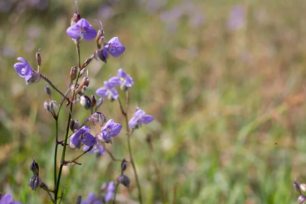 Murdannia Naquteum Vahl 是一朵明亮的紫色的花 — 图库照片