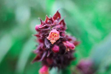 Genç kır çiçekleri büyümeye hazır..