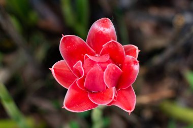 Etlingera elatior (Jack) R.M. Smith Kırmızı, pembe ve beyaz renklerle.