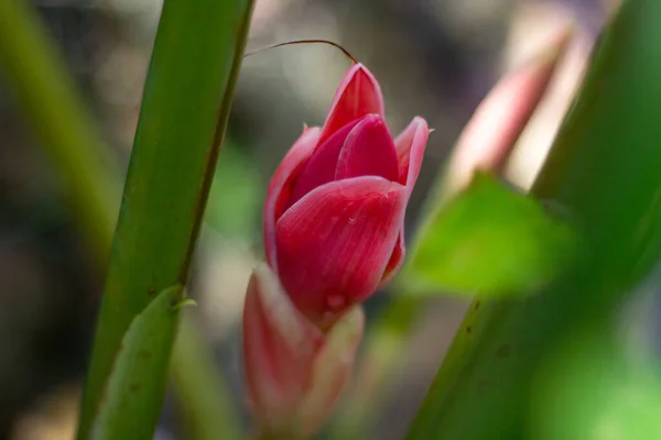 Etlingera Elatior Jack Smith Con Color Rojo Rosa Blanco — Foto de Stock