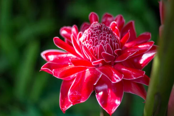Etlingera elatior (Jack) R.M. Smith Kırmızı, pembe ve beyaz renklerle.
