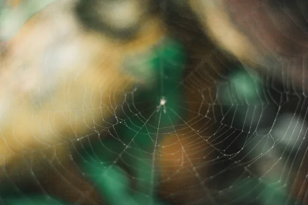 Unscharfes Hintergrundbild Mit Spinnennetzen Die Linie Geht Durch — Stockfoto