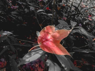 Akçaağaç resmi Phu Soi Dao Milli Parkı 'nda ormanın ortasında renk değiştiriyor..