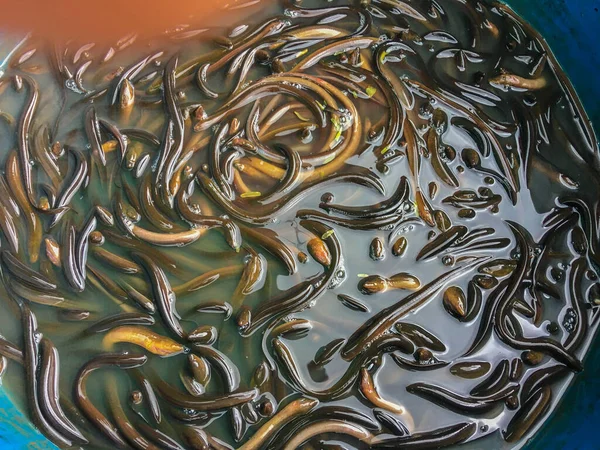 Anguila Está Encerrada Tanque Para Esperar Venta — Foto de Stock