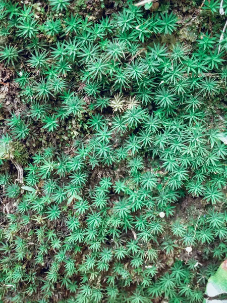 Het Beeld Van Mos Dat Van Nature Grond Voorkomt — Stockfoto