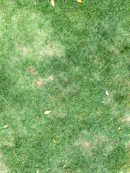 Gramado Tem Terreno Verde Com Pouco Grama Para Cima — Fotografia de Stock