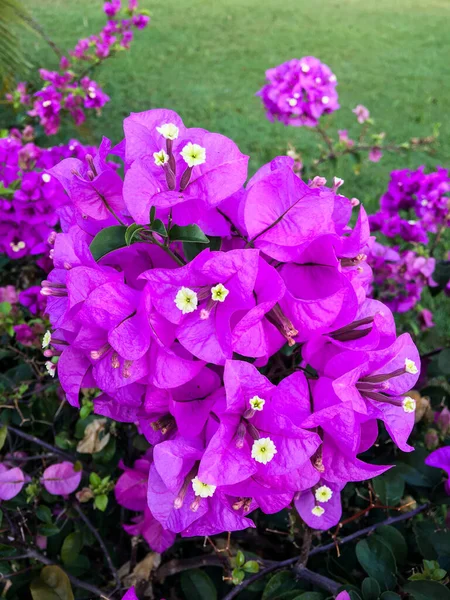 Flores Buganvilla Púrpura Jardín —  Fotos de Stock