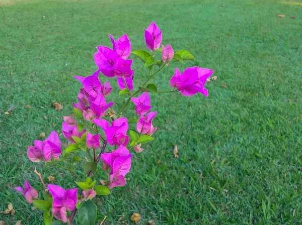 Flores Buganvilla Púrpura Jardín —  Fotos de Stock