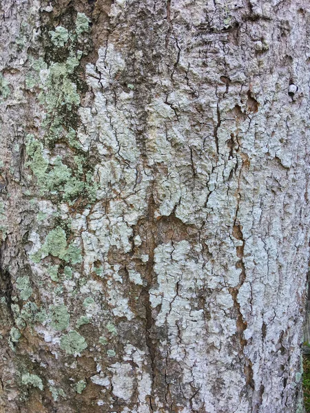 Bild Der Textur Eines Baumes Mit Unterschiedlichen Mustern Und Eigenschaften — Stockfoto