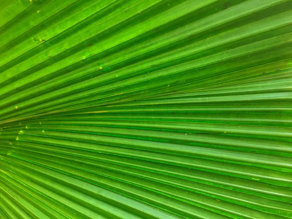 Поверхность Изображения Пальмы Которая Имеет Естественный Зеленый Цвет — стоковое фото