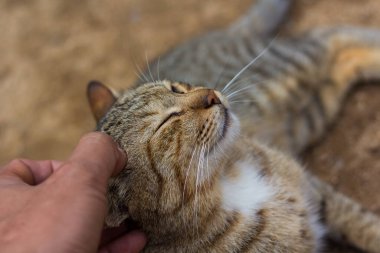 Kedi sersemleyene kadar kafasını kaşıyordu.. 