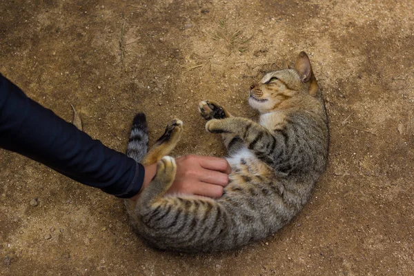 Kedi yerde uyuyor Karnı kaşımak için Büyülenmiş. 