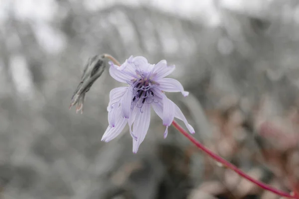 Magnoliopsida Las Flores Están Floreciendo Tienen Color Púrpura Blanco — Foto de Stock