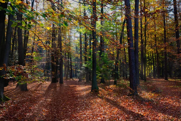 Autumn forest with sun rays — Stock Photo, Image