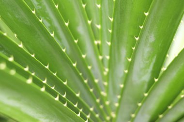 Pandanaceae yaprakları yaprakların kenarında sivri dikenli dikenlerle ayrılır. Yeşil yaprakların sivri dikenleri var..