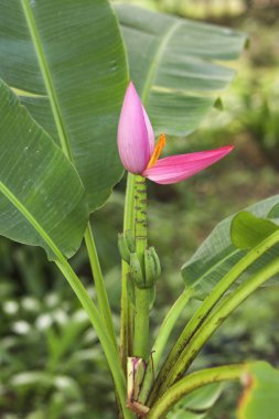Pink Banana flower and young bananas with banana leaves on blurred background.