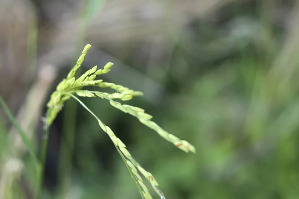 稻种在背景模糊的水稻上 — 图库照片
