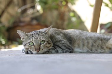 Bir kedi yere yatmış, gözleri önüne bakıyor..