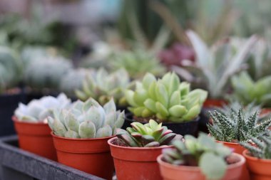 Arkaplanı bulanık sulu kaktüs..