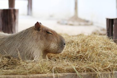 Capybara gözleri pipetin üzerinde oturdu..