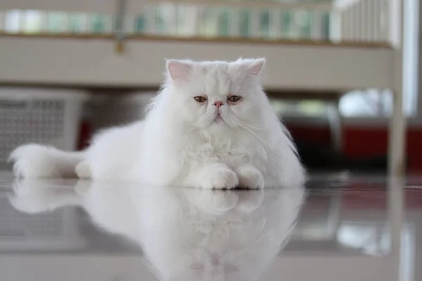 White Persian Cat Sat Floor Looked Straight Ahead — Stock Photo, Image