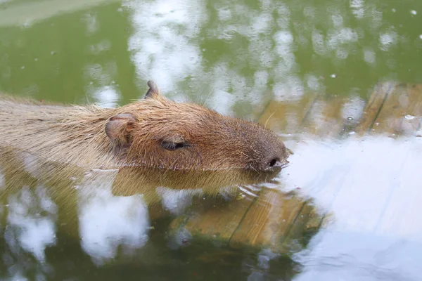 Brun Capybara Blötläggning Vattnet För Att Svalka Sig — Stockfoto