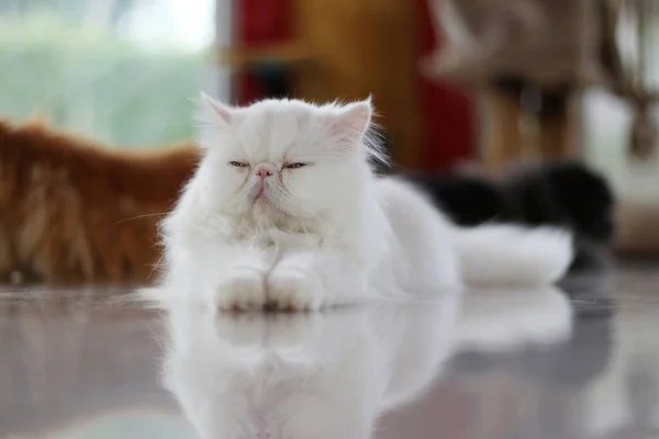 一只白波斯猫坐着 眼睛紧闭在地板上 — 图库照片