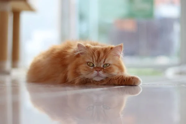 这只棕色的波斯猫蹲在地板上 脸靠在腿上 — 图库照片#