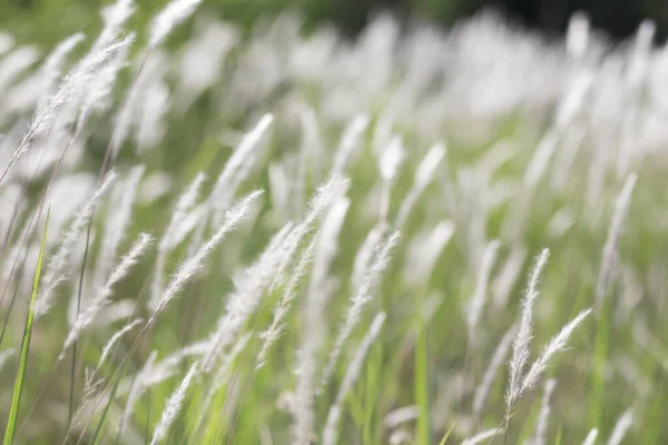 Weiße Grasblumen Mit Verschwommenem Hintergrund — Stockfoto