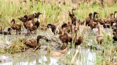 Bir grup kahverengi ördek tarlalarda yaşıyor..