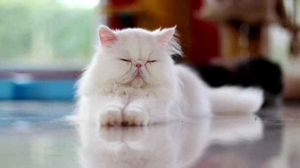 Een Witte Perzische Kat Ligt Grond Met Ogen Heen Weer — Stockvideo