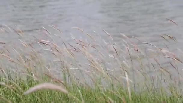 Цветы Травы Плывут Ветру Краю Озера — стоковое видео
