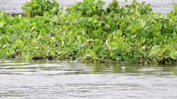 Waterhyacinten Die Langs Getijden Drijven — Stockvideo