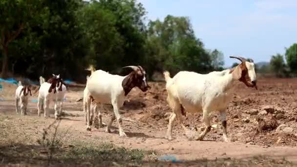 Cabras Estavam Andando Uma Fileira Para Para Prado — Vídeo de Stock