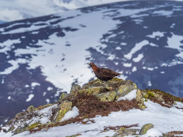 Мужчина Красный Куропат Весенних Снежных Полях Над Гленши Шотландском Нагорье — стоковое фото