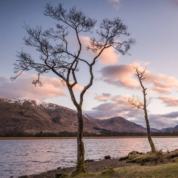 Loch Awe, İskoçya üzerinde iki ağaç — Stok fotoğraf