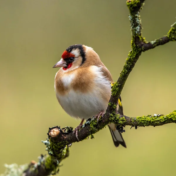 A European Goldfinch or Carduelis carduelis sitting on a tree branch — Stock Photo, Image