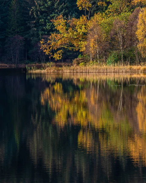 Un seul arbre doré au Loch Chon — Photo