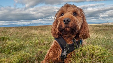 A young Cockapoo sitting in Field clipart
