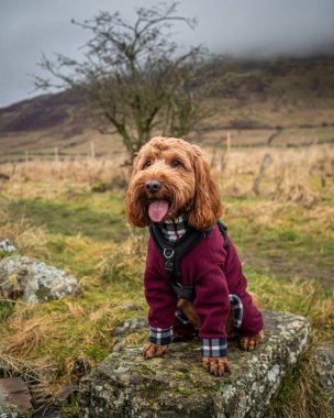 Cockapoo on a rock clipart