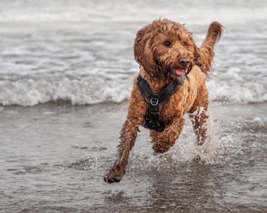 Cockapoo suda koşuyor.