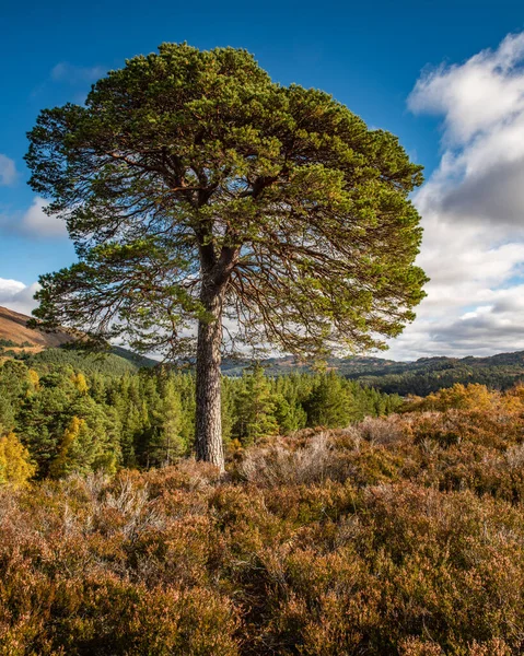 Pino escocés en Glen Affric —  Fotos de Stock